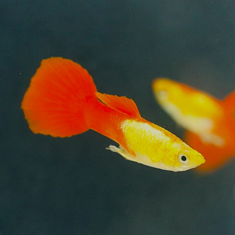 Guppy male golden head